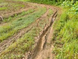 Akses Jalan Dusun Gelugur Timur Desa Kalowang Kecamatan Gayam Kabupaten Sumenep Masih Berupa Tanah; Warga Keluhkan Jalur Berlumpur