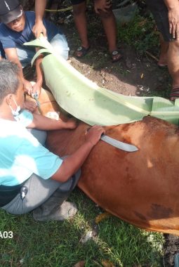 Sinergi Warga Desa Ganting Sidoarjo: Mushola Illiyin Sembelih 2 Sapi dan 3 Kambing pada Idul Adha