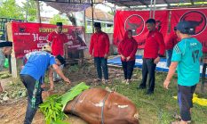 Jalankan Amanah MH Said Abdullah, PAC Kota Sumenep Tebar Hewan Kurban di Hari Idul Adha